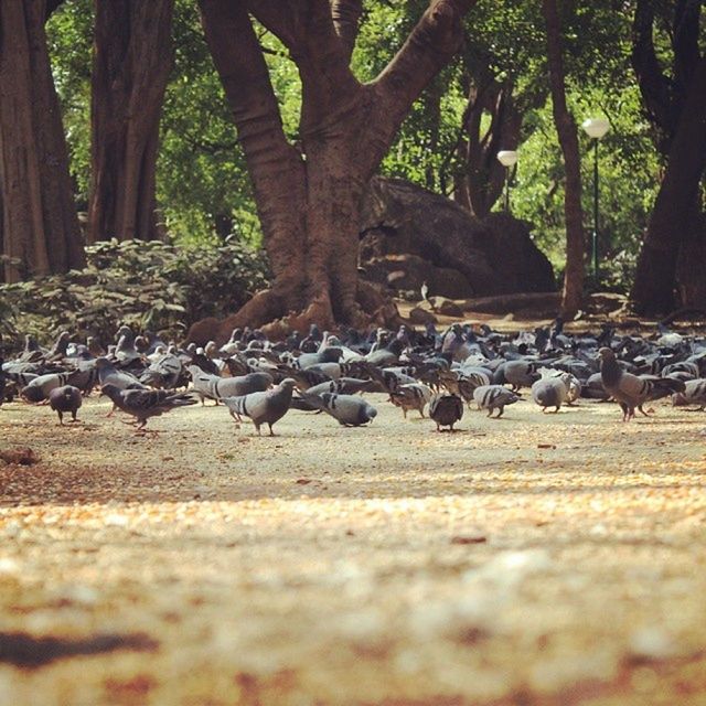 tree, animal themes, nature, forest, tree trunk, abundance, tranquility, animals in the wild, wildlife, selective focus, day, growth, field, surface level, outdoors, landscape, no people, tranquil scene, beauty in nature