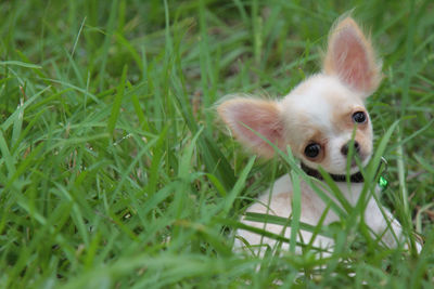 Portrait of a dog on field