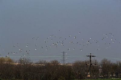 Birds flying in sky