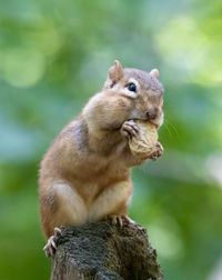 Squirrel on rock