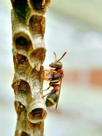 Close-up of bee