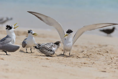 Seagulls flying at beach