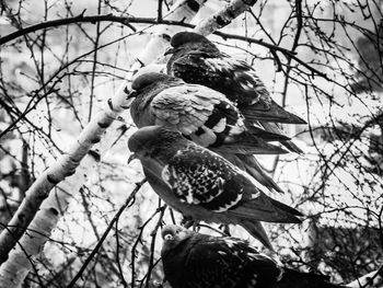 Low angle view of bird perching on branch