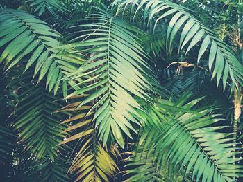 Low angle view of palm trees