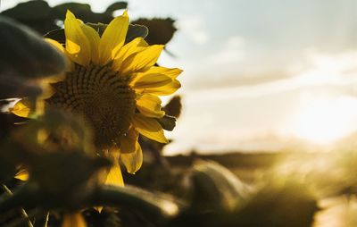 Close-up of sunflower blooming against sky