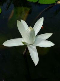 Close-up of white water lily in lake