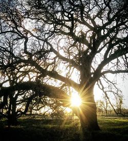 Sun shining through trees on field