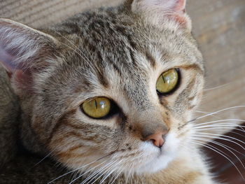 Close-up portrait of cat