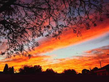 Silhouette of trees at sunset