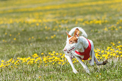 Podenco dog in red shirt running and chasing lure in the field in summer