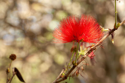 Close-up of red flowering plant