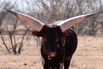 Close-up portrait of a watusi cow