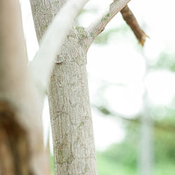 Close-up of tree trunk against sky