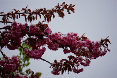 Low angle view of pink flowers on tree against sky