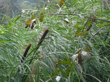 Close-up of bird in grass
