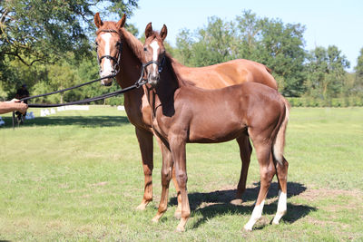 Horse grazing on field