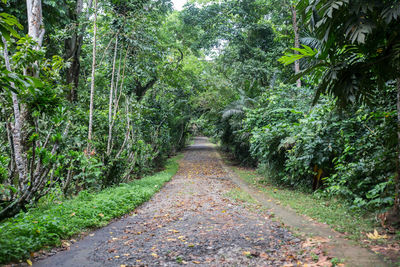 Footpath amidst trees in forest