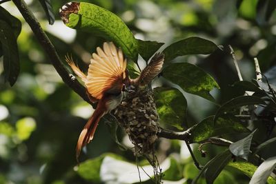 Close-up of butterfly pollinating on flower