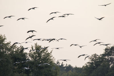 Low angle view of birds flying in the sky