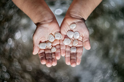 Close-up of hands holding seashells