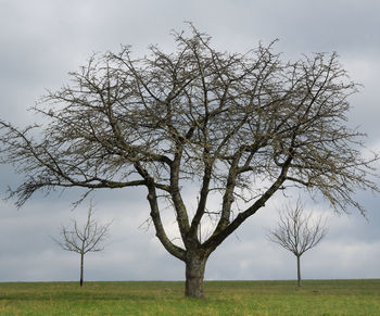 Bare tree on field against sky