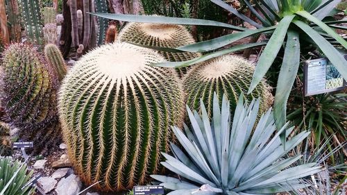 High angle view of succulent plant on field