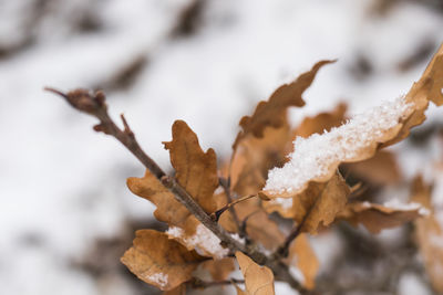 Snow on the oak leaves, winter snow macro, brown and white colors