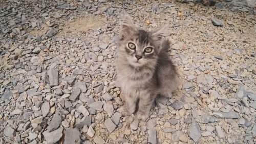 High angle portrait of cat sitting outdoors