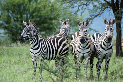 Zebras standing on grassy field at forest