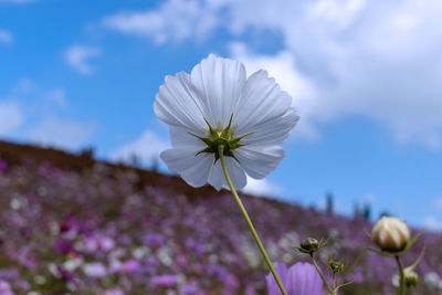 Close-up of purple flower