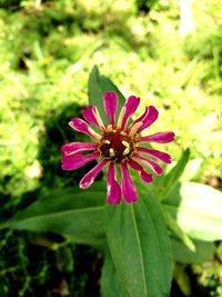 Close-up of cosmos flower blooming outdoors