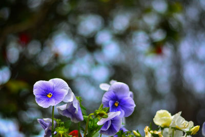 Close-up of purple flowers blooming outdoors