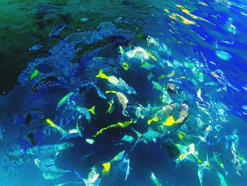 Fish swimming in sea