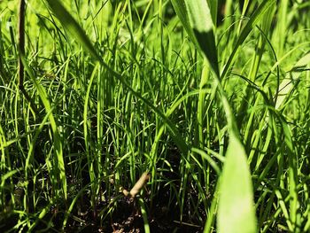 Full frame shot of plants growing on field