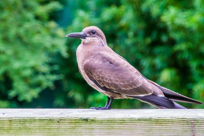 Close-up of bird perching on wood