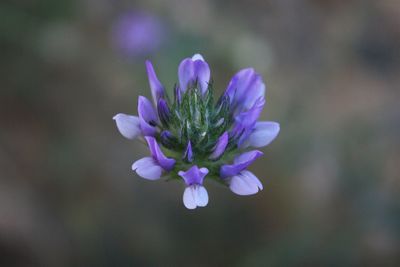 Close-up of purple flowers blooming