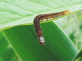 Close-up of insect on leaf