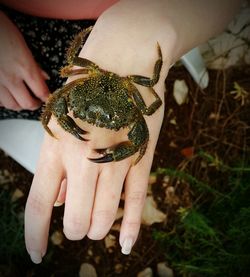 Close-up of hand holding crab