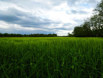 Scenic view of agricultural field against sky