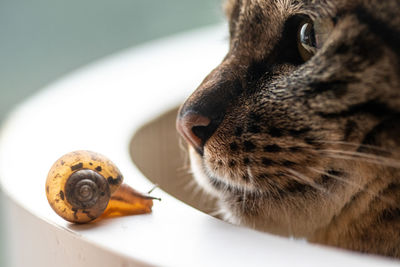 Close-up of a cat