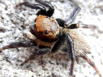 Close-up of spider