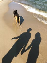 High angle view of dog on beach