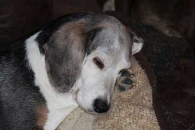 Close-up of dog resting