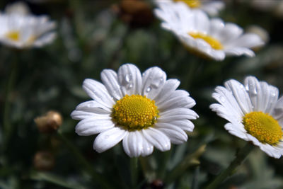Close-up of white flowers blooming outdoors