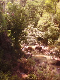 Stream flowing through forest