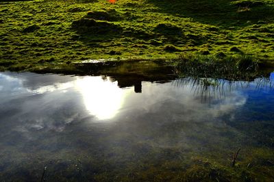 Reflection of trees in lake