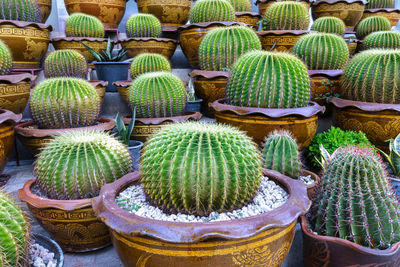 High angle view of succulent plants in market