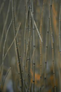 Close-up of plants on field