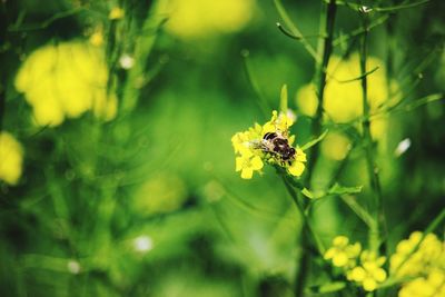 Close-up of insect on flower