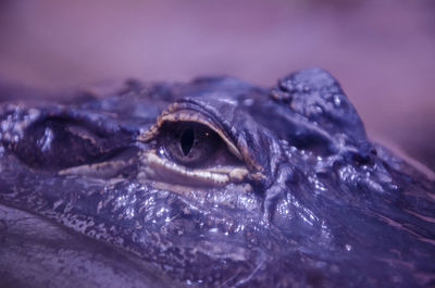 Close-up of turtle in water